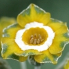 Primula Auricula Nantenan - Abriachan Nurseries